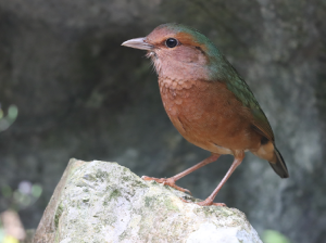 Blue-rumped Pitta, 蓝背八色鸫, Hydrornis soror-gallery-6