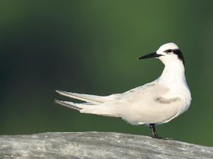 Black-naped Tern, 黑枕燕鸥, Sterna sumatrana-gallery-5