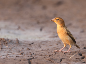 Baya Weaver, 黄胸织布鸟, Ploceus philippinus-gallery-58