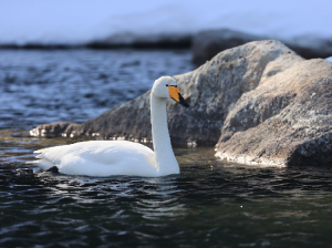 Whooper Swan, 大天鹅, Cygnus cygnus-gallery-79