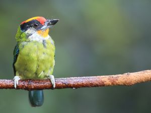 Golden-throated Barbet, 金喉拟啄木鸟, Psilopogon franklinii-gallery-28