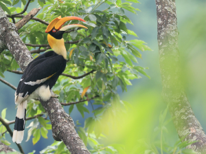 Great Hornbill, 双角犀鸟, Buceros bicornis-gallery-40