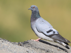 Hill Pigeon, 岩鸽, Columba rupestris-gallery-34