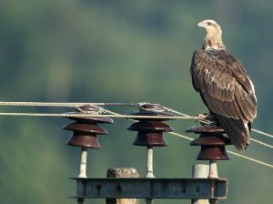 White-bellied Sea Eagle, 白腹海雕, Haliaeetus leucogaster-gallery-15