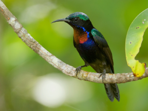 Copper-throated Sunbird, 铜喉花蜜鸟, Leptocoma calcostetha-gallery-1