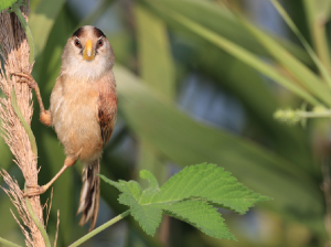 Reed Parrotbill, 震旦鸦雀, Paradoxornis heudei-gallery-11