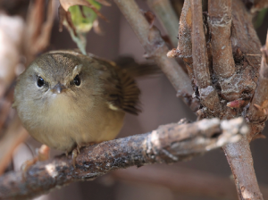 Hume’s Bush Warbler, 休氏树莺, Horornis brunnescens-gallery-52