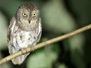 Oriental Scops Owl, 红角鸮, Otus sunia-gallery-3