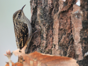 Sikkim Treecreeper, 褐喉旋木雀, Certhia discolor-gallery-27