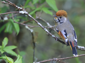Bar-throated Minla, 斑喉希鹛, Actinodura strigula-gallery-11