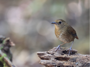Lesser Shortwing, 白喉短翅鸫, Brachypteryx leucophris-gallery-63