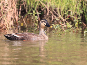 Eastern Spot-billed Duck, 斑嘴鸭, Anas zonorhyncha-gallery-21