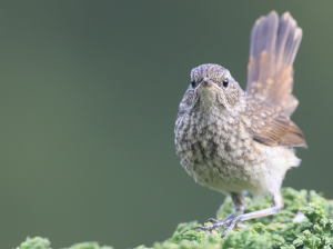 Himalayan Rubythroat, 黑胸歌鸲, Calliope pectoralis-gallery-4