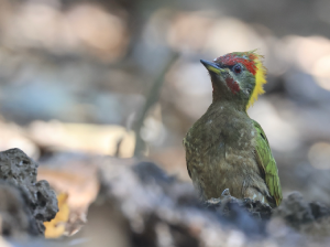 Lesser Yellownape, 黄冠啄木鸟, Picus chlorolophus-gallery-31