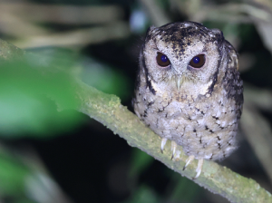 Collared Scops Owl, 领角鸮, Otus lettia-gallery-46