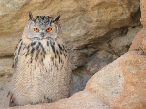 Eurasian Eagle-owl, 雕鸮, Bubo bubo-gallery-31