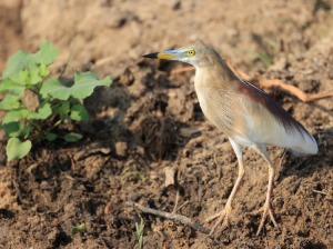 Indian Pond Heron, 印度池鹭, Ardeola grayii-gallery-8