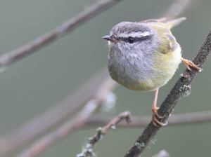 Ashy-throated Warbler, 灰喉柳莺, Phylloscopus maculipennis-gallery-34