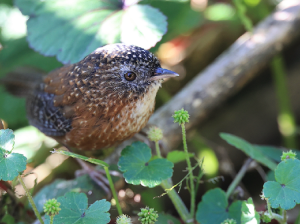 Bar-winged Wren-Babbler, 斑翅鹩鹛, Spelaeornis troglodytoides-gallery-15