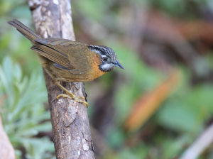 Grey-throated Babbler, 黑头穗鹛, Stachyris nigriceps-gallery-44