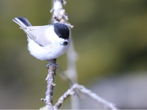 Willow Tit, 褐头山雀, Poecile montanus-gallery-40