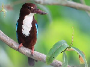 White-throated Kingfisher, 白胸翡翠, Halcyon smyrnensis-gallery-54