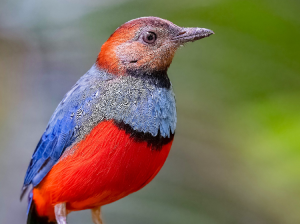 Sulawesi Pitta, 苏拉威西八色鸫, Erythropitta celebensis-gallery-35