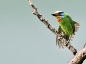 Taiwan Barbet, 台湾拟啄木鸟, Psilopogon nuchalis-gallery-0
