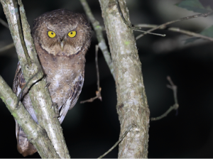 Mountain Scops Owl, 黄嘴角鸮, Otus spilocephalus-gallery-18