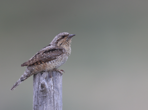 Eurasian Wryneck, 蚁, Jynx torquilla-gallery-35