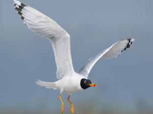 Pallas’s Gull, 渔鸥, Ichthyaetus ichthyaetus-gallery-26