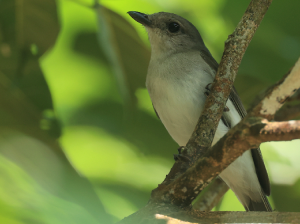 Mangrove Whistler, 红树啸鹟, Pachycephala cinerea-gallery-16