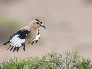 Henderson’s Ground Jay, 黑尾地鸦, Podoces hendersoni-gallery-30