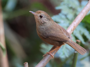 Buff-breasted Babbler, 棕胸雅鹛, Pellorneum tickelli-gallery-4