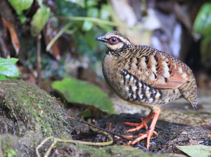 Bar-backed Partridge, 褐胸山鹧鸪, Arborophila brunneopectus-gallery-14