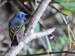 Blue-fronted Redstart, 蓝额红尾鸲, Phoenicurus frontalis-gallery-51