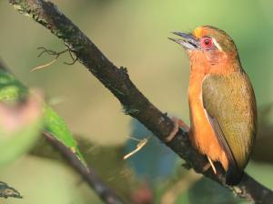 White-browed Piculet, 白眉棕啄木鸟, Sasia ochracea-gallery-5