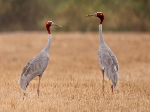 Sarus Crane, 赤颈鹤, Antigone antigone-gallery-56
