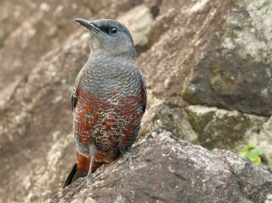 Blue Rock Thrush, 蓝矶鸫, Monticola solitarius-gallery-50