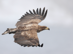 White-tailed Sea Eagle, 白尾海雕, Haliaeetus albicilla-gallery-20