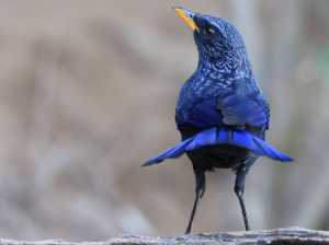 Blue Whistling Thrush, 紫啸鸫, Myophonus caeruleus-gallery-36