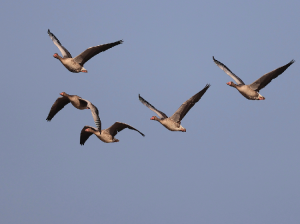 Greylag Goose, 灰雁, Anser anser-gallery-25