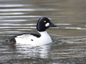 Common Goldeneye, 鹊鸭, Bucephala clangula-gallery-9