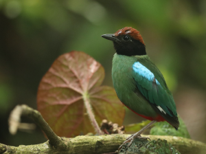 Nicobar Hooded Pitta, 绿胸八色鸫, Pitta sordida-gallery-0