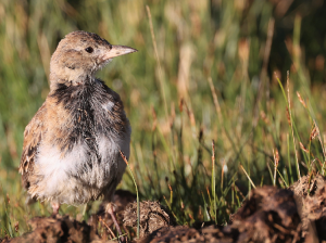Tibetan Lark, 长嘴百灵, Melanocorypha maxima-gallery-32