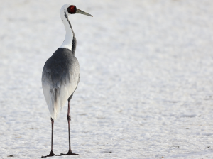 White-naped Crane, 白枕鹤, Antigone vipio-gallery-17