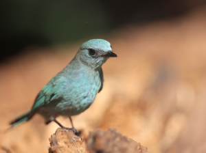 Verditer Flycatcher, 铜蓝鹟, Eumyias thalassinus-gallery-52