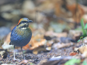 Blue Pitta, 蓝八色鸫, Hydrornis cyaneus-gallery-45