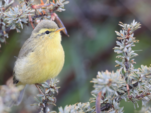 Tickell’s Leaf Warbler, 黄腹柳莺, Phylloscopus affinis-gallery-2