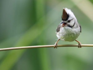Taiwan Yuhina, 愒头风鹛, Yuhina brunneiceps-gallery-5